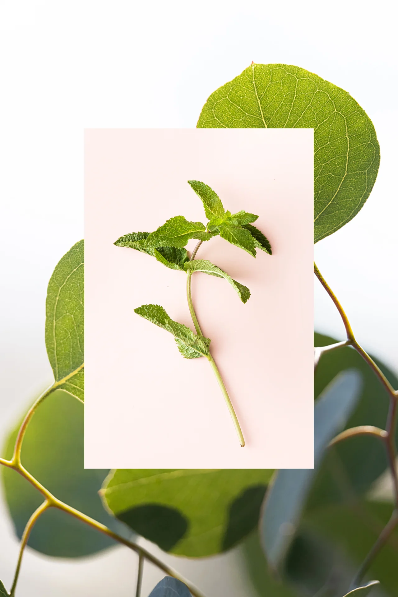 Deodorant | Eucalyptus + Fresh Mint | 2.7 oz - Image 4