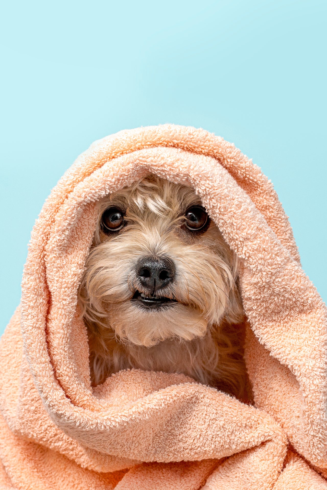 Fur Kids Sensitive Coat Shampoo + Conditioner | Aloe + Oatmeal | 16 oz - Image 10
