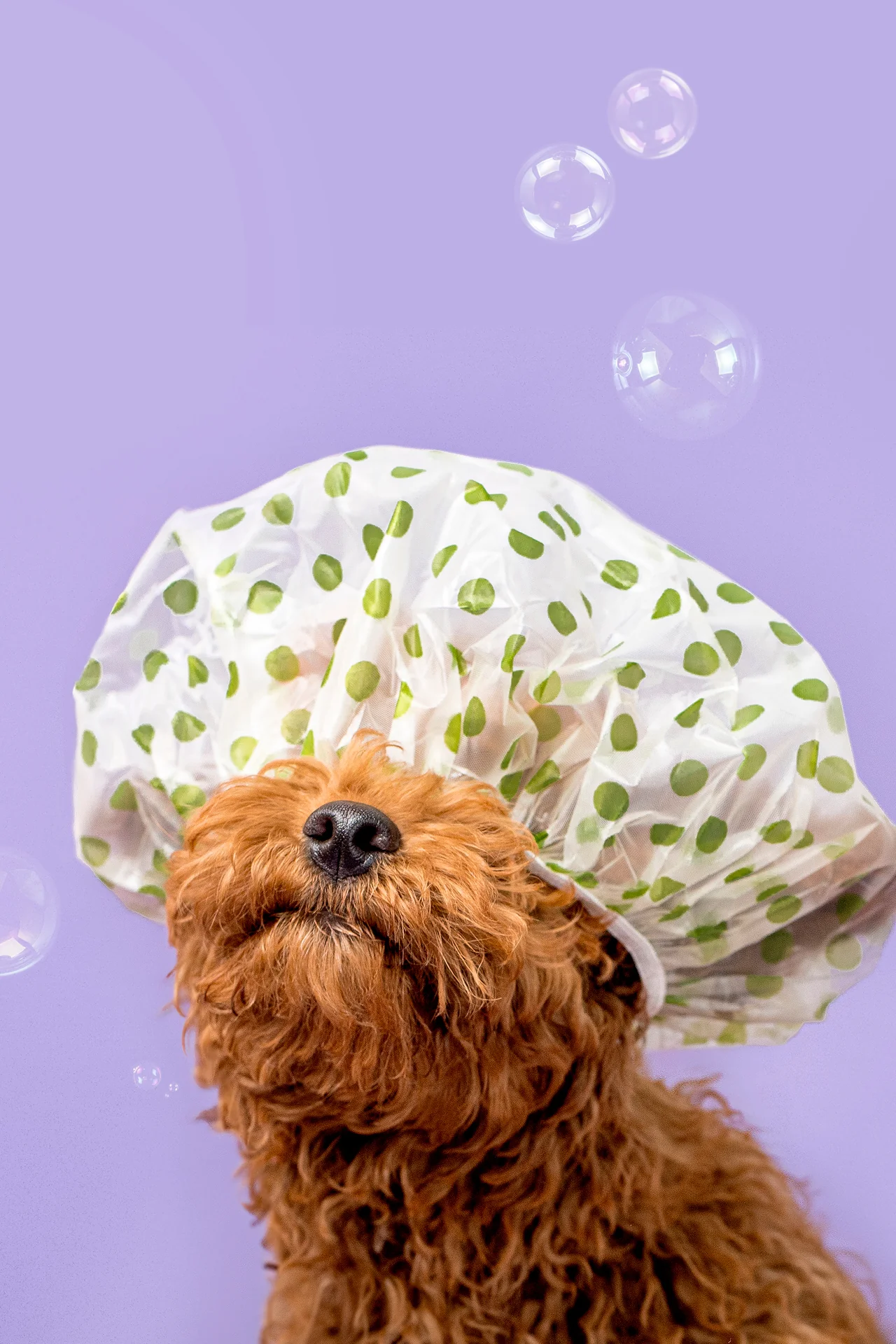 Fur Kids Sensitive Coat Shampoo + Conditioner | Aloe + Oatmeal | 16 oz - Image 7