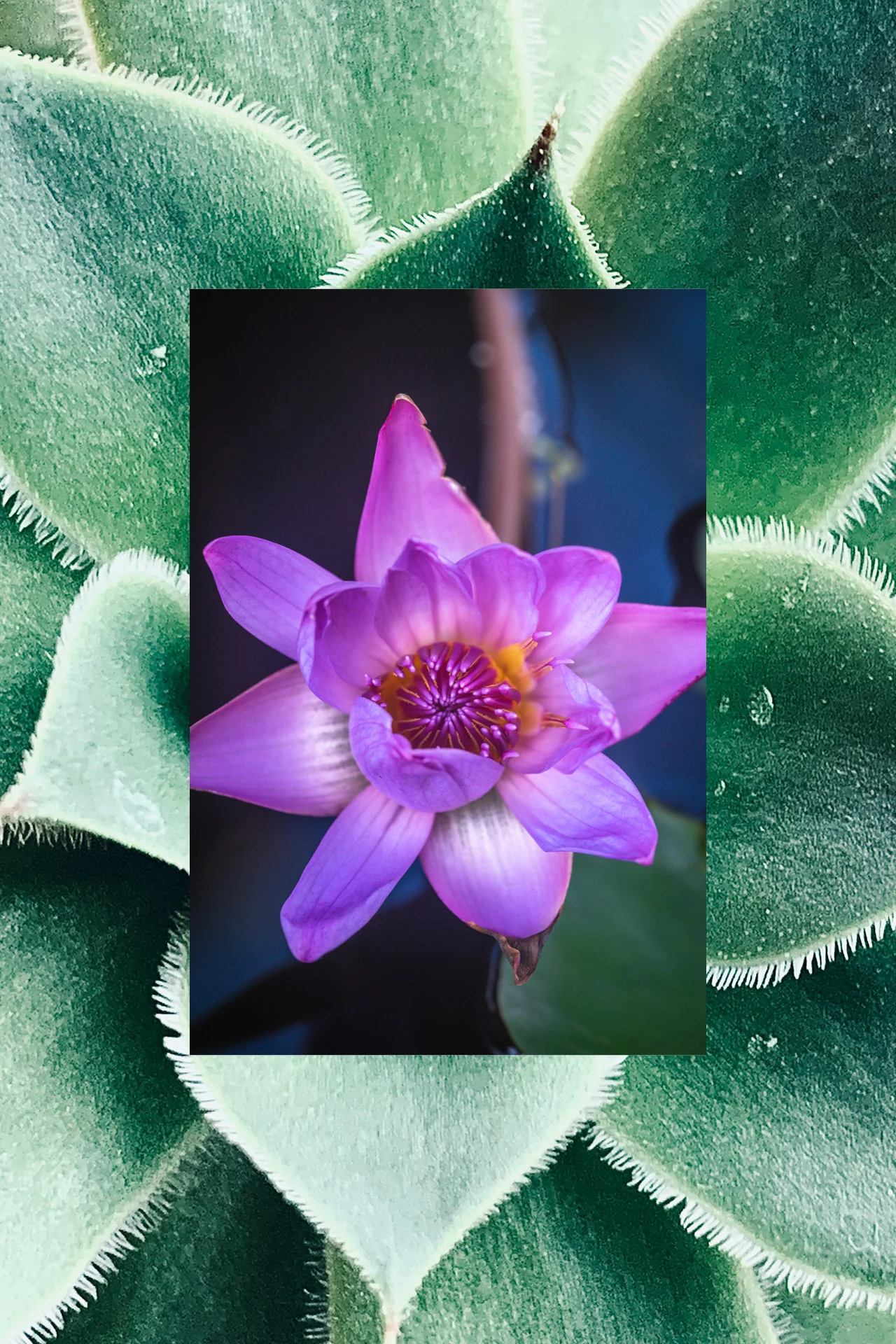 Simply Straight Straightening Serum | Waterlily + Cactus | 4 oz - Image 6
